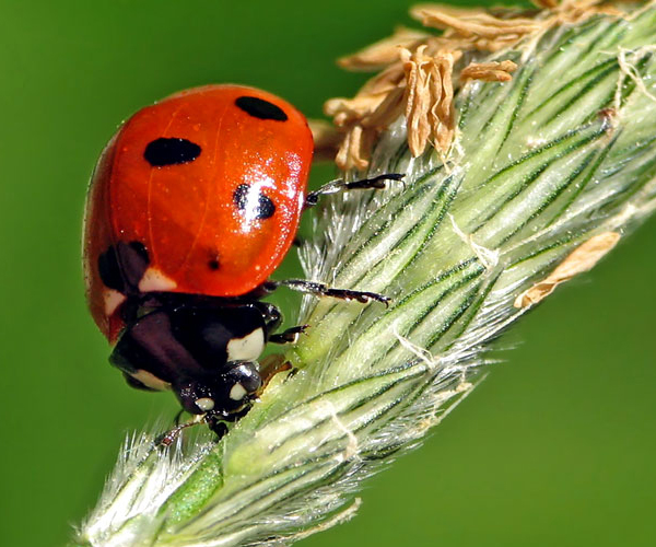 Ladybug